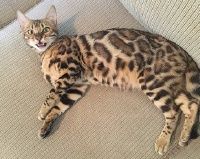 vividly colored Bengals