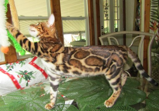 Huge spots on clouded leopard look on Bengal cat