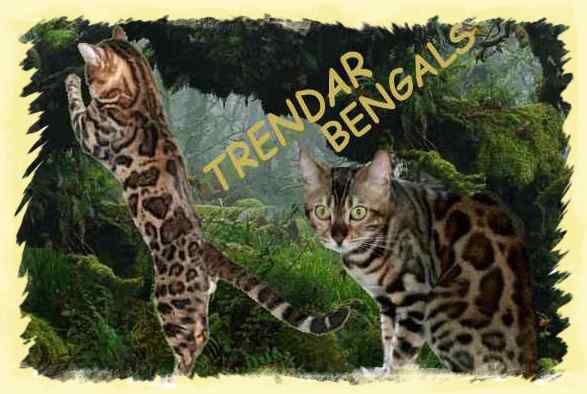 Beengals look like they walked out of the jungle