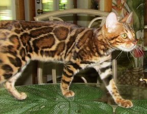 Mama Bengal cat