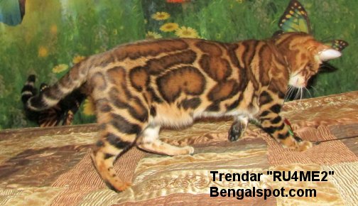 stunning female Bengal cat