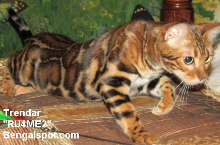 stunning female Bengal cat
