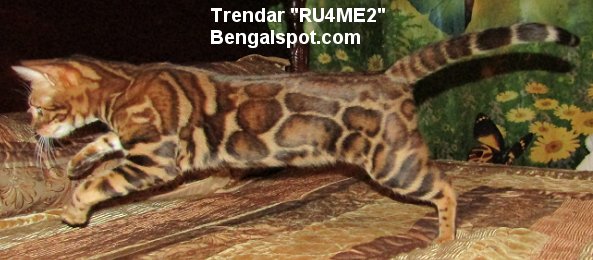 stunning female Bengal cat